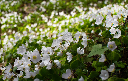 Fototapeta Naklejka Na Ścianę i Meble -  Spring oxalis. Spring background with pretty white flowers. Slope with spring flowers