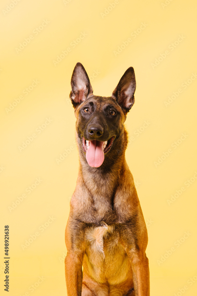 The Belgian Shepherd, The Malinois dog on yellow