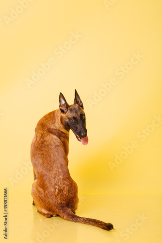 The Belgian Shepherd  The Malinois dog on yellow