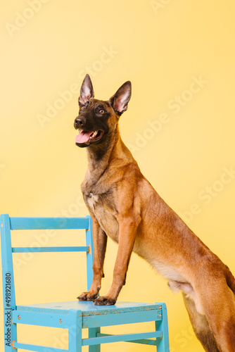 Fototapeta Naklejka Na Ścianę i Meble -  The Belgian Shepherd, The Malinois dog on yellow