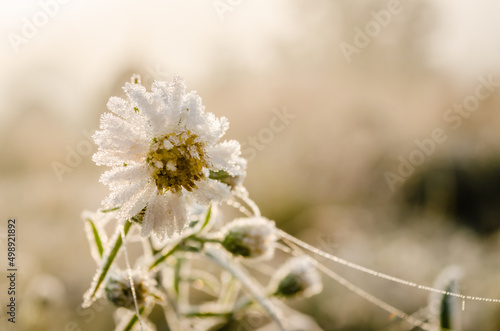 Chamomile flower, covered with winter frost, on a glade of forest.