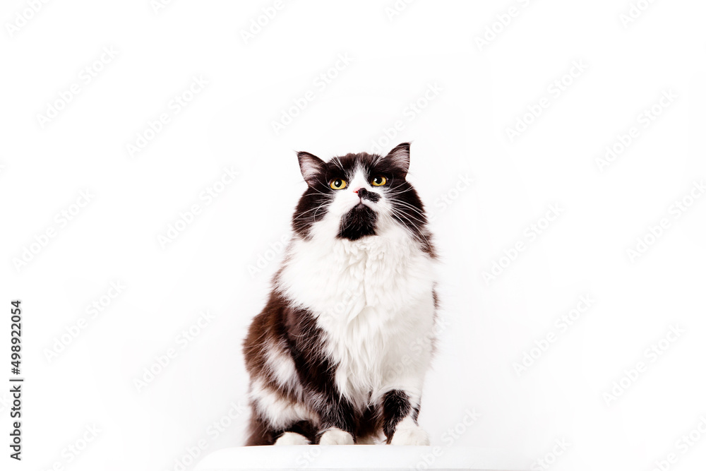 Beautiful fluffy cat isolated on white