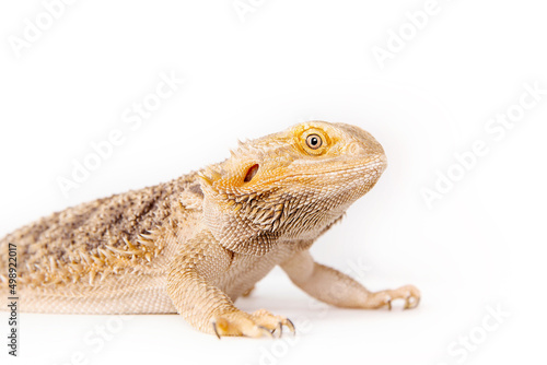Reptile on white background. Wild pet. Eastern bearded dragon,  simply bearded lizard on white.