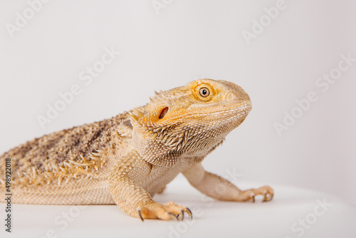 Reptile on white background. Wild pet. Eastern bearded dragon, simply bearded lizard on white.
