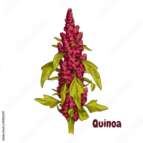 Hand drawn quinoa plant with leaves. Superfood. Vector illustration isolated on white background. photo