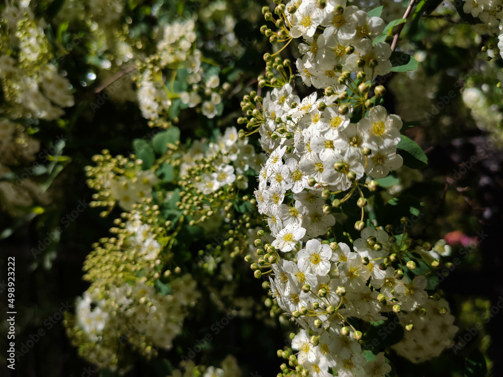 Obraz premium Vertical branches of blooming spirea slimy close up in bright sunny day