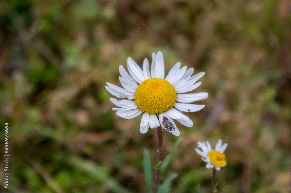 Insect on the petal of a daisy. Insect on the petal of a daisy.