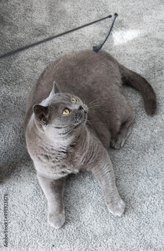 British Shorthair cat laying on a grey rug