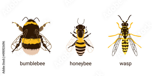 Comparison of three insects bee, wasp and bumblebee. Cute buzzing insects. Vector illustration in hand-drawn style on a white background