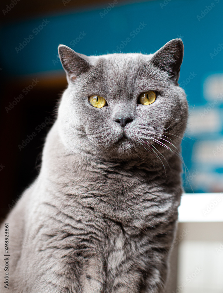 British Shorthair cat sitting in front of a blue wall