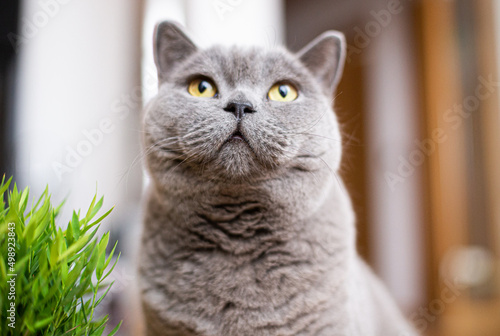Close-up of a grey British Shorthair cat