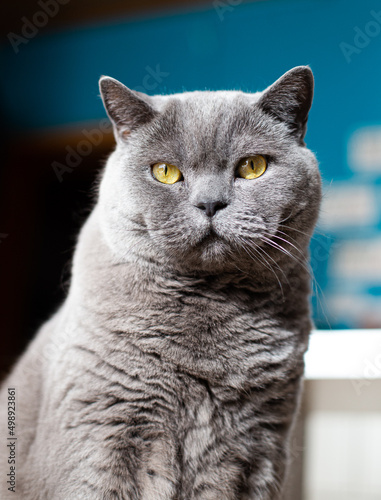 British Shorthair cat sitting in front of a blue wall