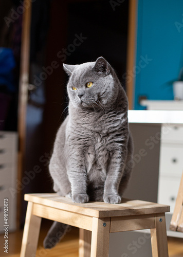 British Shorthair cat sitting on a wooden stool