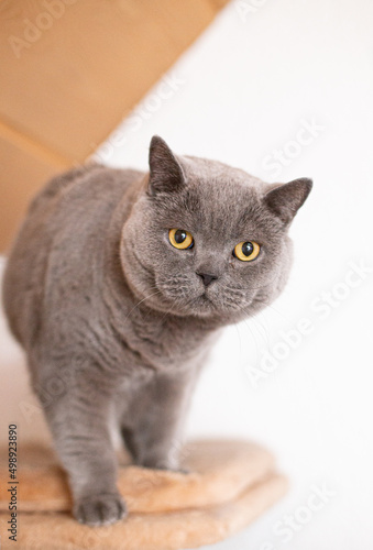 British Shorthair cat standing on a cat tree
