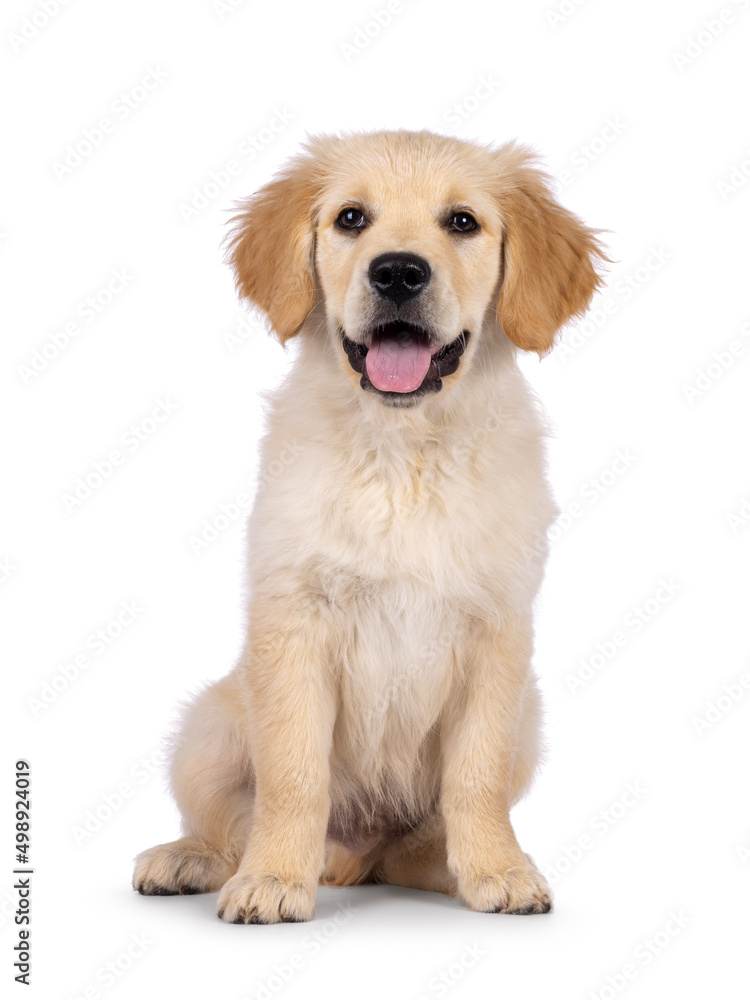 Adorable 3 months old Golden retriever pup, sitting up facing front. Loking towards camera with dark brown eyes. Isolated on a white background. Mouth open, tongue out.