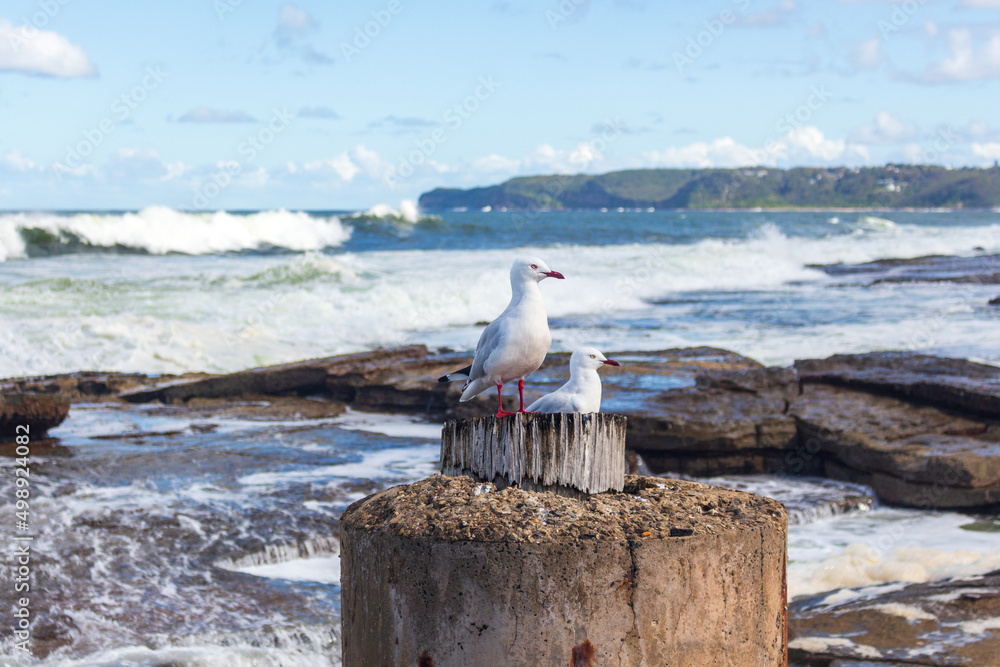 Obraz premium seagulls at the beach