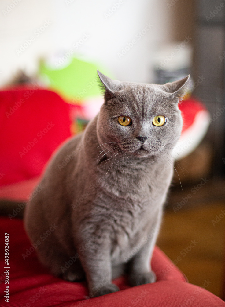 British Shorthair cat sitting on a red sofa