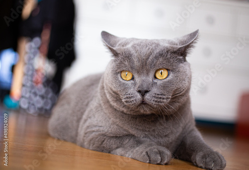 British Shorthair cat resting on a wooden floor