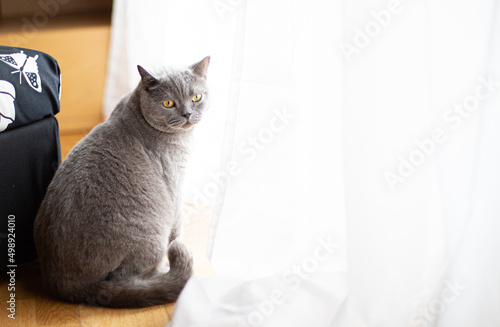 British Shorthair cat sitting on a wooden floor