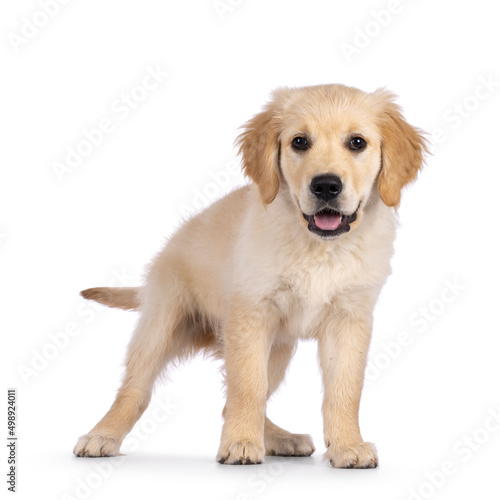 Adorable 3 months old Golden retriever pup, standing facing front. Looking towards camera with dark brown eyes. Isolated on a white background.