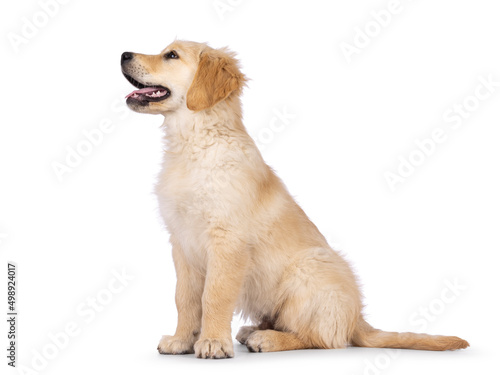 Adorable 3 months old Golden retriever pup, sitting up side ways. Looking up and away from camera with dark brown eyes. Isolated on a white background. Mouth open, tongue out.