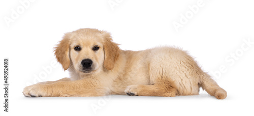 Adorable 3 months old Golden retriever pup, laying down side ways. Looking towards camera with dark brown eyes. Isolated on a white background.