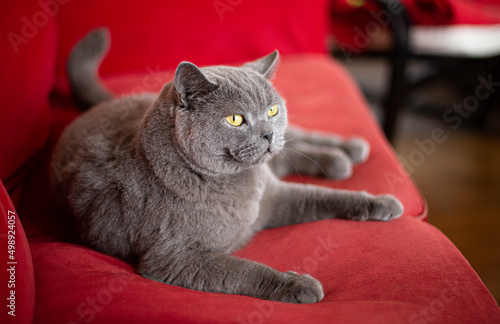 British Shorthair cat resting on a red sofa
