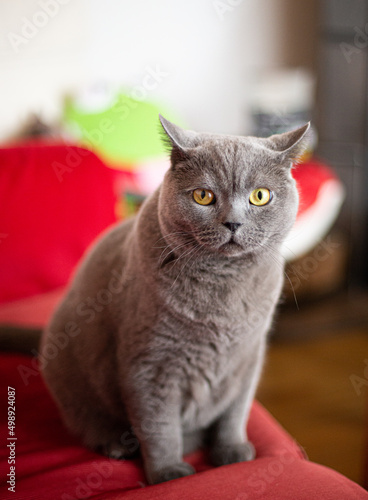 British Shorthair cat sitting on a red sofa