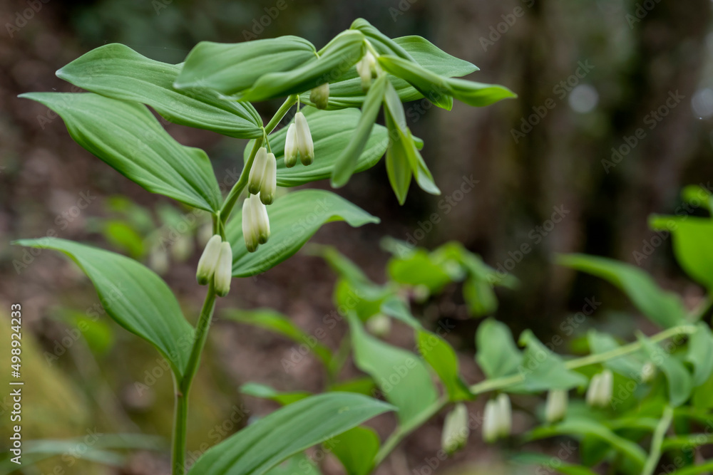 Angular Solomon's seal white hanging flowers Angular Solomon's seal white hanging flowers