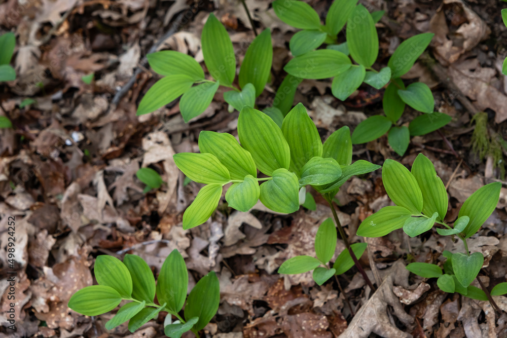 Angular Solomon's seal green leaves Angular Solomon's seal green leaves