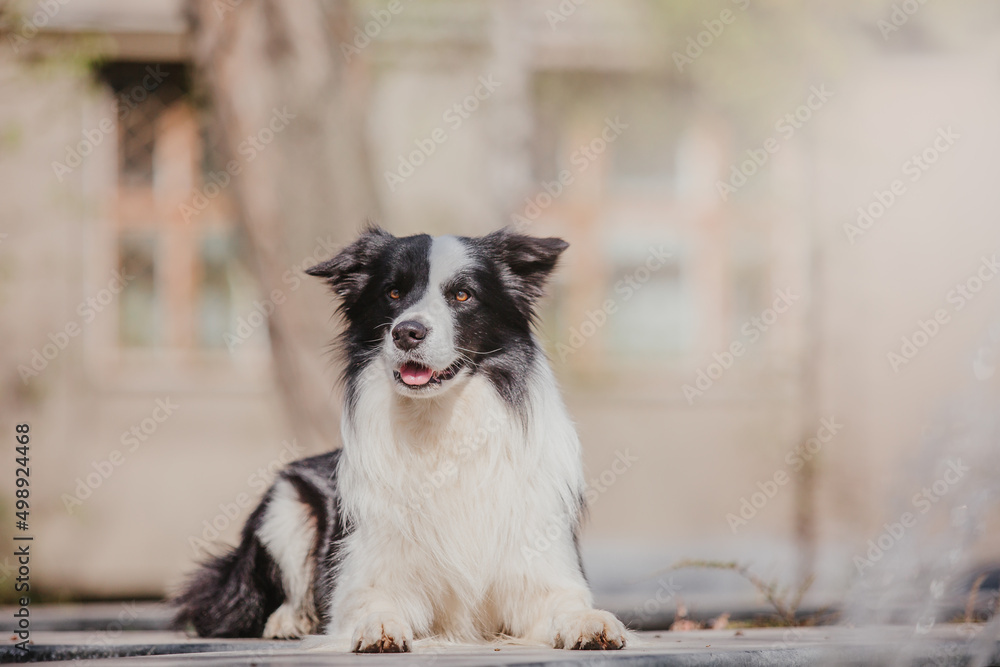 Dog in the town. City, urban pet. Border Collie dog, summer
