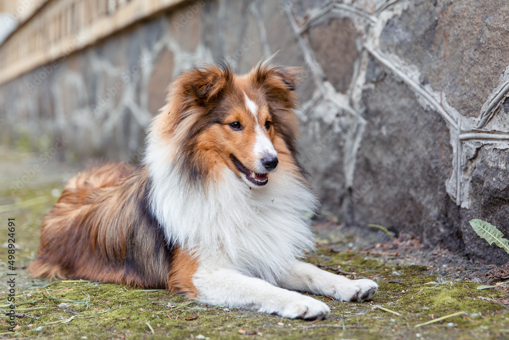 Adorable Shetland Sheepdog posing outdoor Adorable Shetland Sheepdog posing outdoor