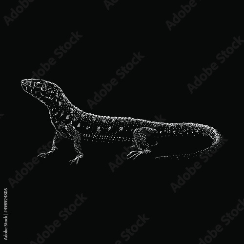 Yellow Spotted Lizard hand drawing vector illustration isolated on black background