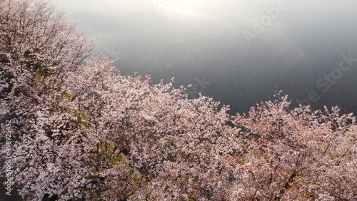 サクラとキラキラ輝く水面に映る桜 ドローン空撮