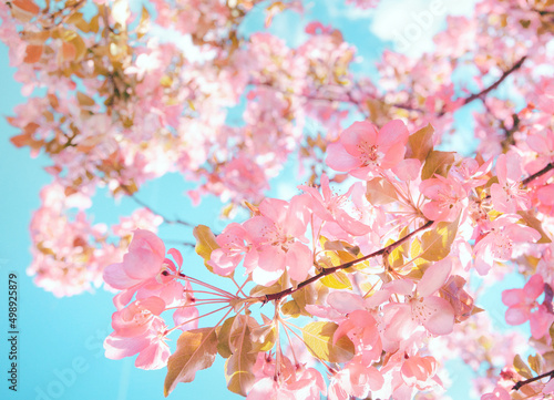 Selective focus flowering cherry tree branch with pink flowers on blurred pink and blue sky bokeh background. Trendy neutral light floral nature spring blossom design copy space © Aleksandra Konoplya