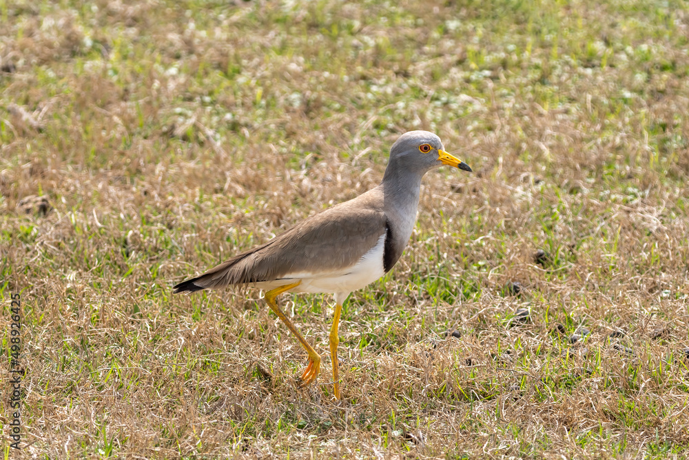 Close-up of a standing grey headed lapwing (Vanellus cinereus) Close-up of a standing grey headed lapwing (Vanellus cinereus)