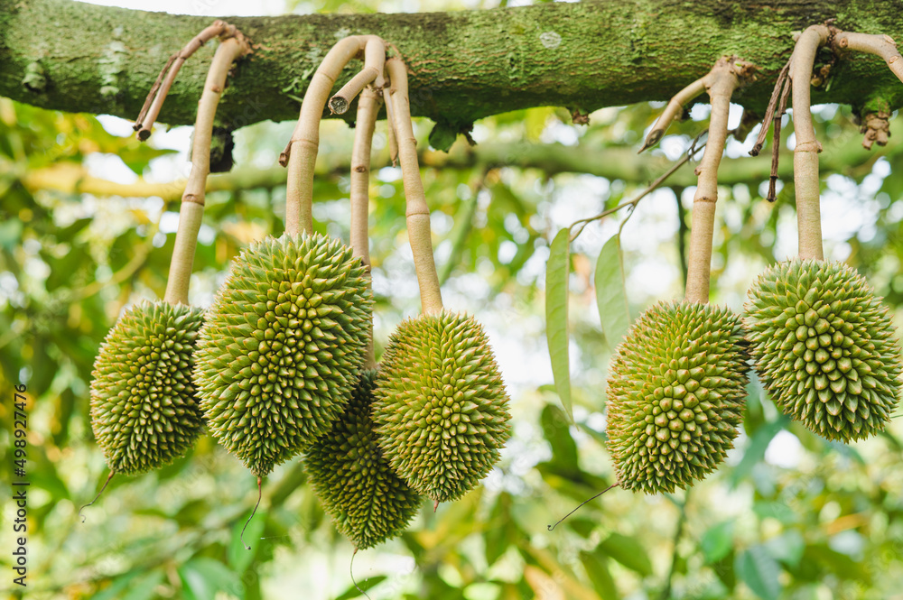 Durian fruit on the branch in the garden ready to harvest, product quality for export in Thailand, agriculture concept Durian fruit on the branch in the garden ready to harvest, product quality for export in Thailand, agriculture concept