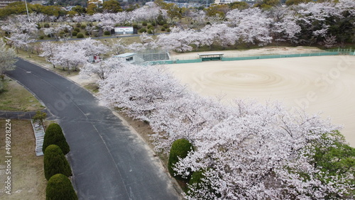 『さくら周南緑地公園』でドローン撮影！桜の森が美しい！　＃桜　＃キリンビバレッジ周南 さくら周南緑地公園」は、山口県周南市にある公園で、春には約1700本の桜が咲き誇ります。特に「桜の森」は、まるでピンク色の絨毯