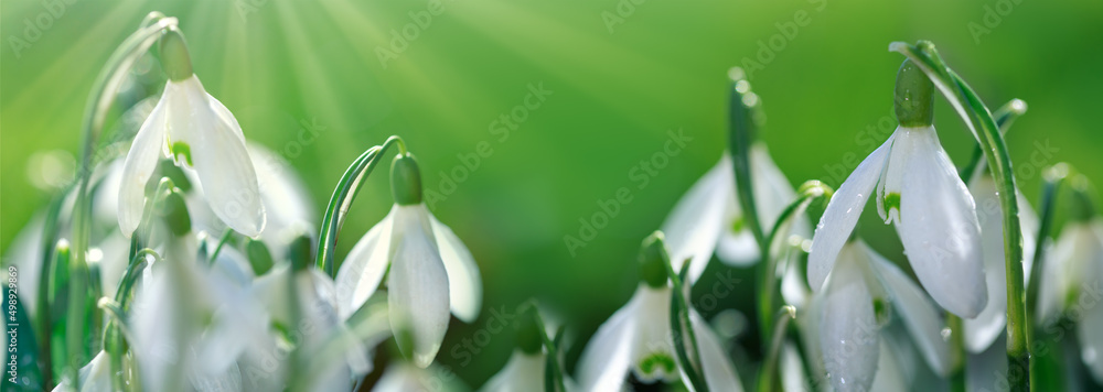 Spring background with Snowdrops on bokeh background in sunny spring garden . Spring background with Snowdrops on bokeh background in sunny spring garden .