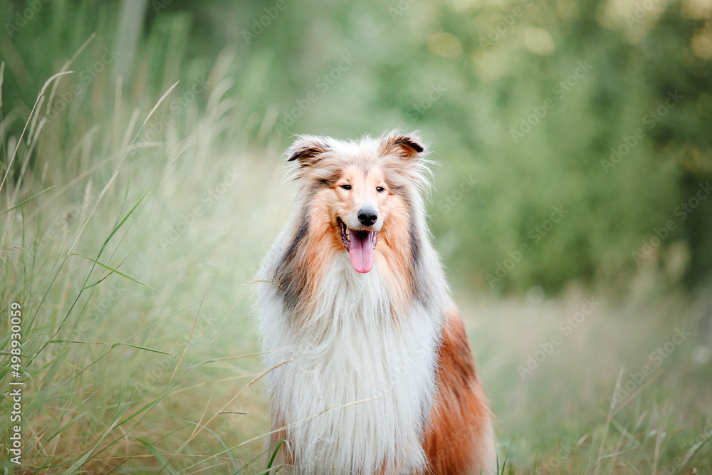 The Rough Collie dog 