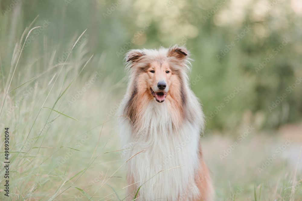 The Rough Collie dog The Rough Collie dog