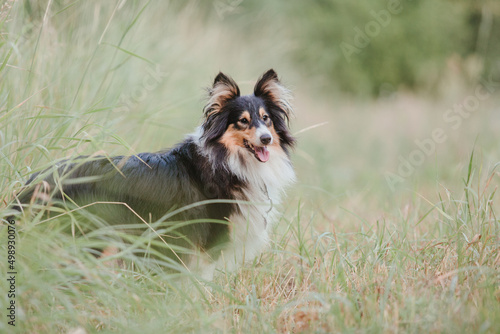 Fototapeta Naklejka Na Ścianę i Meble -  Dog portrait. Dog close-up. Shetland Sheepdog. Sheltie dog