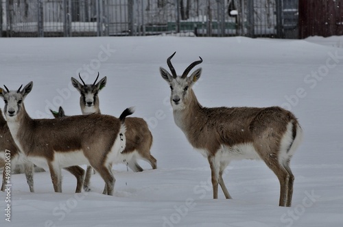 Animals - traditionally (since Aristotle) distinguished category of organisms, currently considered as a biological kingdom. Animals are the main object of study of zoology.