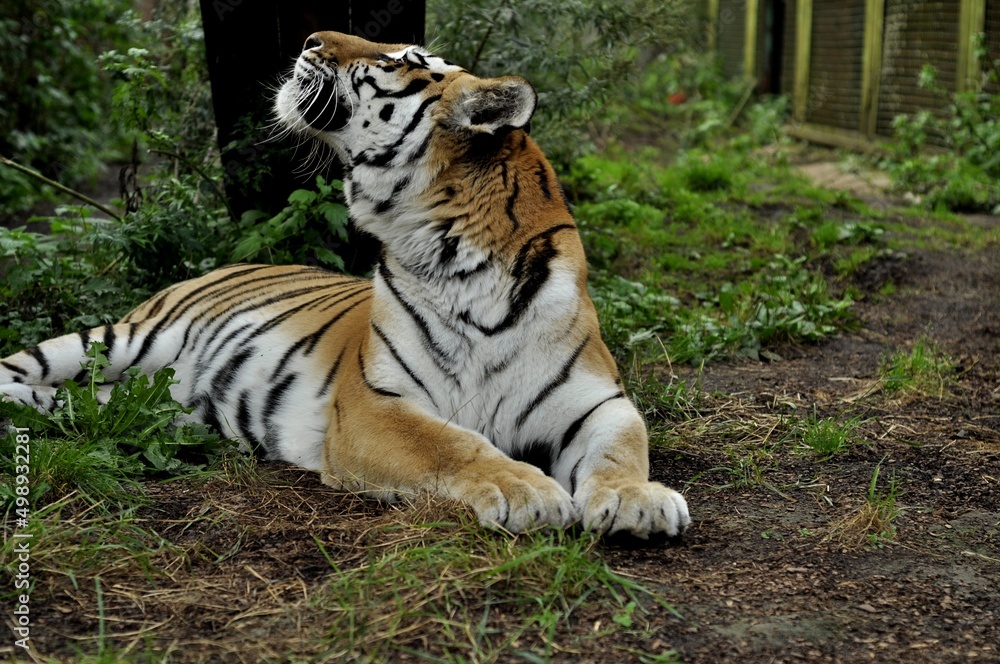 Animals - traditionally (since Aristotle) distinguished category of organisms, currently considered as a biological kingdom. Animals are the main object of study of zoology. Animals - traditionally (since Aristotle) distinguished category of organisms, currently considered as a biological kingdom. Animals are the main object of study of zoology.