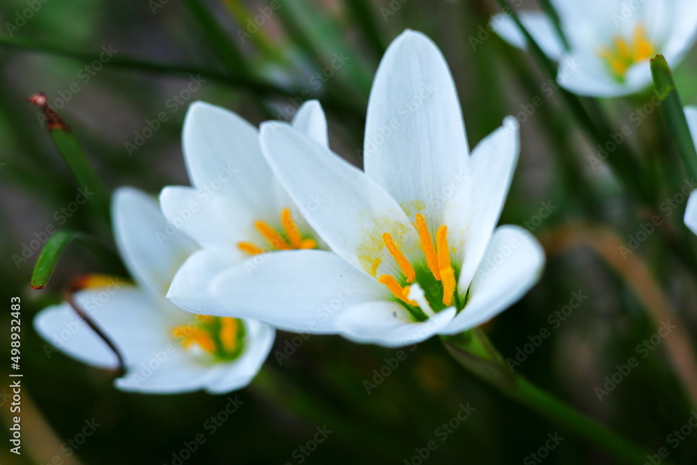 花 花