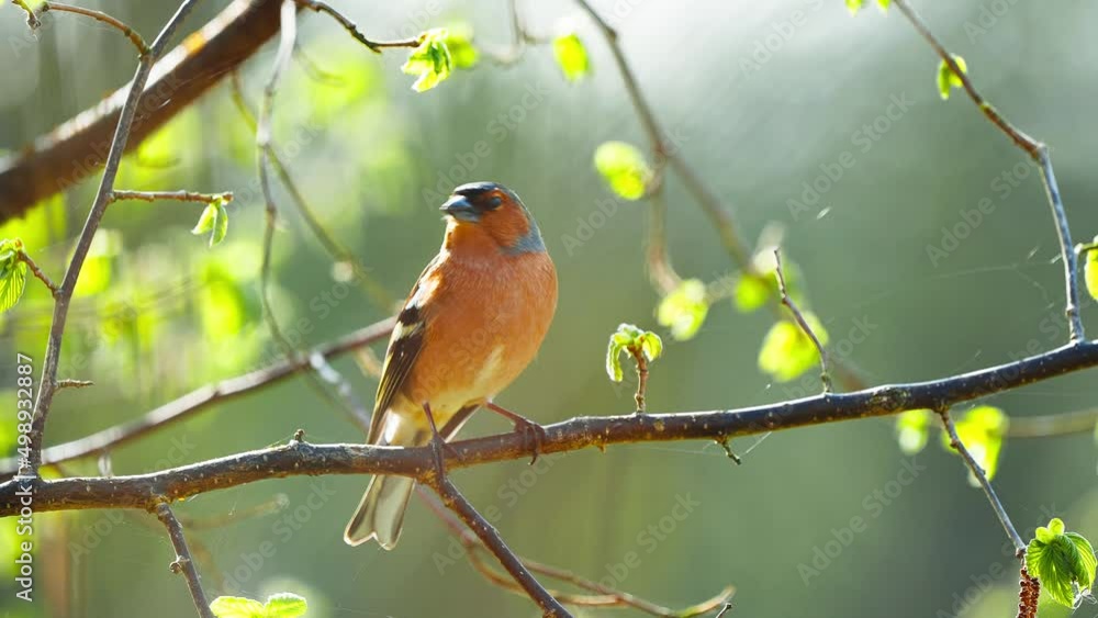Majestic closeup shot of Common chaffinch bird standing on branch tree, blurred background, day, golden hour and colorful orange belly