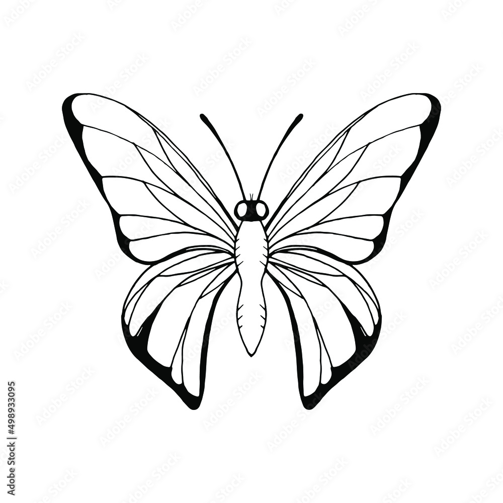 Black drawn magic butterfly outline on a white background Black drawn magic butterfly outline on a white background