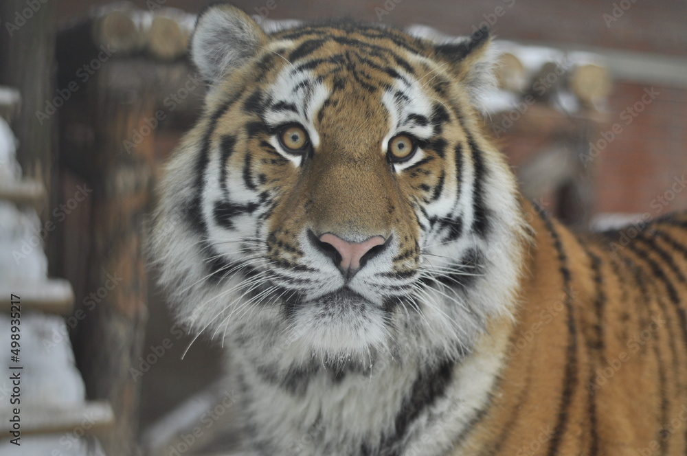 Obraz premium Animals - traditionally (since Aristotle) distinguished category of organisms, currently considered as a biological kingdom. Animals are the main object of study of zoology.