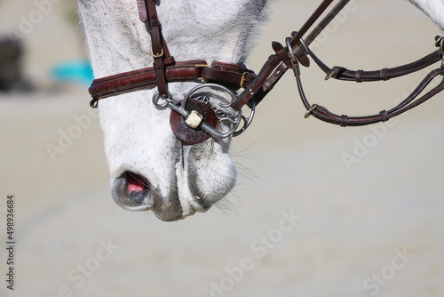 Horse riding bit close-up