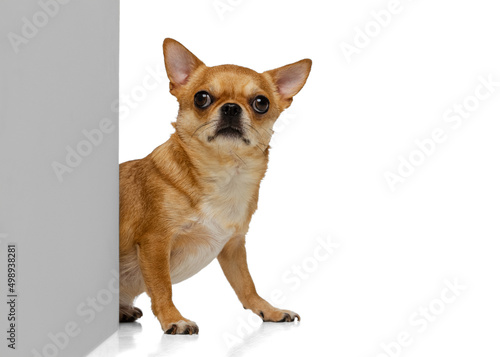 Portrait of cute little golden color chihuahua isolated on white studio background. Concept of animal life, breeds, vet and care